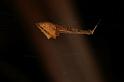 Uloborus_barbipes_D5560_Z_88_Wellington Point Esplanada_Australie